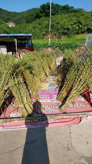 장시우님의 참깨 · 영농일지 작성글 사진