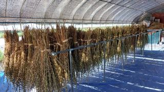 장시우님의 참깨 · 영농일지 작성글 사진