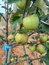 팜모닝 사과·병해충상담 게시글 이미지