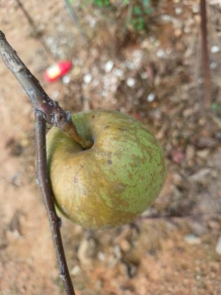 들깨16600님의 사과 · 병해충상담 작성글 사진