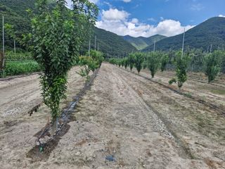 박영석님의 벼 · 영농일지 작성글 사진