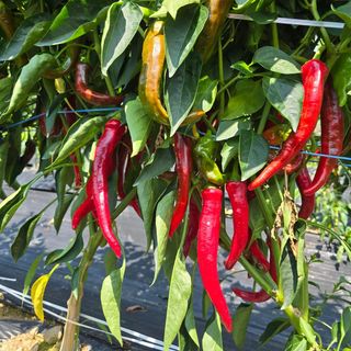 권춘화님의 고추 · 영농일지 작성글 사진