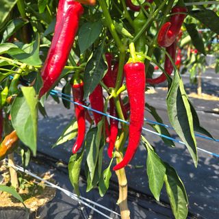 권춘화님의 고추 · 영농일지 작성글 사진