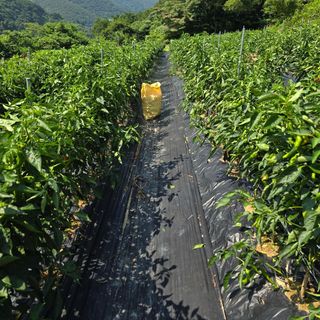 권춘화님의 고추 · 영농일지 작성글 사진