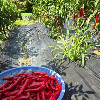 권춘화님의 고추 · 영농일지 작성글 사진
