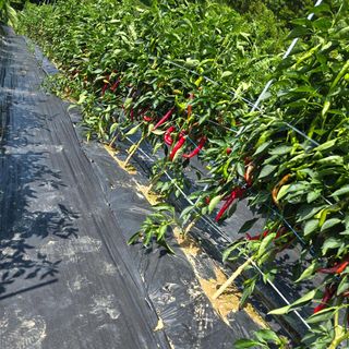 권춘화님의 고추 · 영농일지 작성글 사진