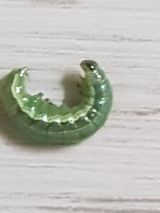 팜모닝 고추·병해충상담 게시글 이미지