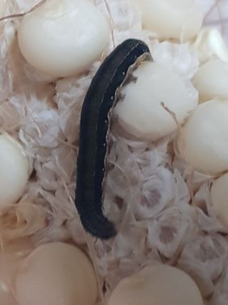 까망고무신님의 고추 · 병해충상담 작성글 사진