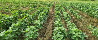 최상희님의 콩 · 영농일지 작성글 사진