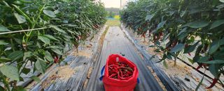 최상희님의 고추 · 영농일지 작성글 사진