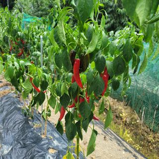 강대득님의 고추 · 영농일지 작성글 사진