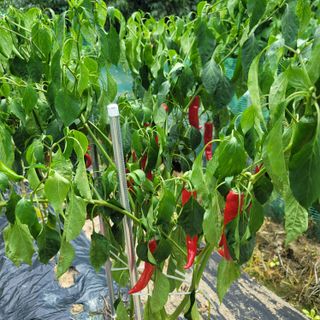 강대득님의 고추 · 영농일지 작성글 사진