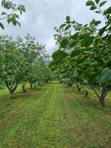 팜모닝 감·영농일지 게시글 이미지