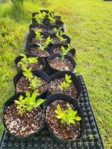 팜모닝 자유주제·자유게시판 게시글 이미지