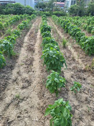 노후를풍요롭게님의 자유주제 · 자유게시판 작성글 사진