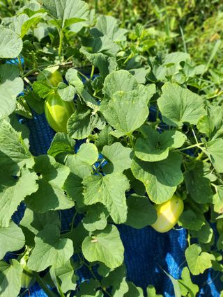 노후를풍요롭게님의 자유주제 · 자유게시판 작성글 사진