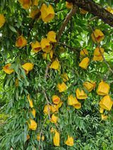 팜모닝 복숭아·영농일지 게시글 이미지