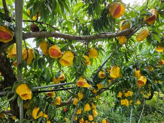 박창수님의 복숭아 · 영농일지 작성글 사진