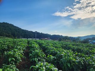 공실이님의 콩 · 영농일지 작성글 사진