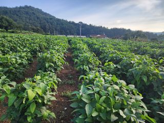 공실이님의 콩 · 영농일지 작성글 사진