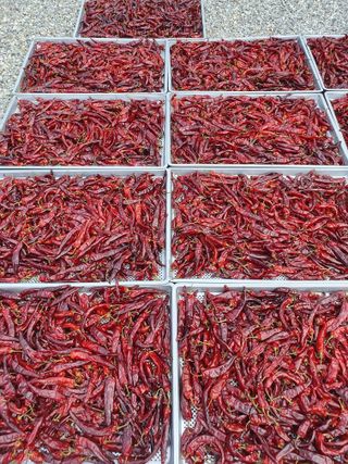 남기탁 님의 고추 · 영농일지 작성글 사진