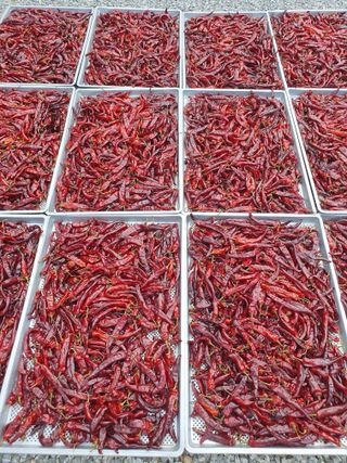 남기탁 님의 고추 · 영농일지 작성글 사진