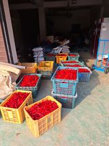 팜모닝 고추·영농일지 게시글 이미지