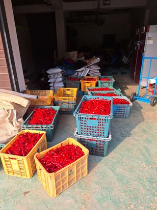 호박 정정호님의 고추 · 영농일지 작성글 사진