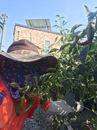 호박 정정호님의 고추 · 영농일지 작성글 사진