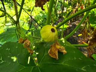 화니네농장님의 자유주제 · 자유게시판 작성글 사진
