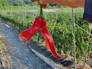 금은숙님의 자유주제 · 자유게시판 작성글 사진