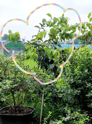 오로라님의 감 · 영농일지 작성글 사진