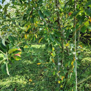 하동삼삼오오님의 농사, 무엇이든 물어보세요! · 참여글 작성글 사진