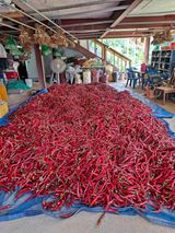 팜모닝 고추·영농일지 게시글 이미지