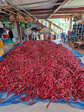 Ko01647283님의 고추 · 영농일지 작성글 사진