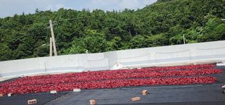 고추농사 정 미라님의 자유주제 · 자유게시판 작성글 사진