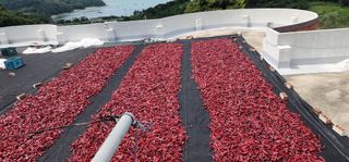 고추농사 정 미라님의 자유주제 · 자유게시판 작성글 사진