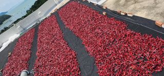 고추농사 정 미라님의 자유주제 · 자유게시판 작성글 사진