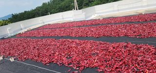 고추농사 정 미라님의 자유주제 · 자유게시판 작성글 사진