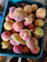 팜모닝 자유주제·자유게시판 게시글 이미지