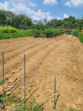 스카이2님의 배추 · 영농일지 작성글 사진