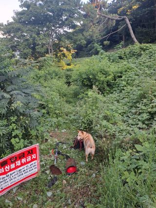 (힐링따오기쉼터)님의 복숭아 · 영농일지 작성글 사진