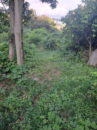 (힐링따오기쉼터)님의 복숭아 · 영농일지 작성글 사진