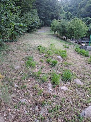 (힐링따오기쉼터)님의 복숭아 · 영농일지 작성글 사진