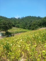 팜모닝 콩·영농일지 게시글 이미지