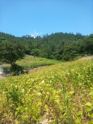 이찬웅님의 콩 · 영농일지 작성글 사진