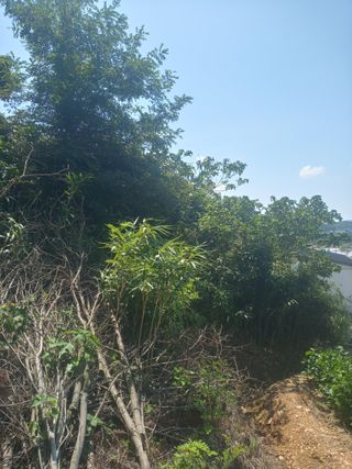 이찬웅님의 콩 · 영농일지 작성글 사진