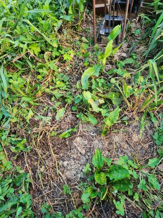 감자21426님의 사과 · 영농일지 작성글 사진