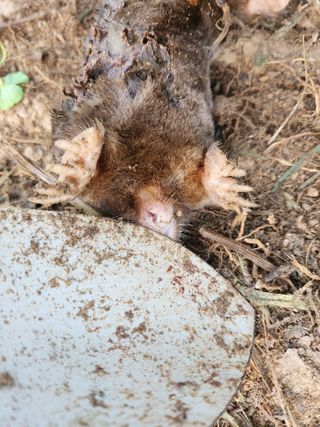 감자21426님의 사과 · 영농일지 작성글 사진