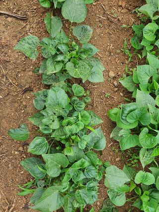 원주연님의 기타작물 · 병해충상담 작성글 사진